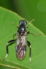 Diptera - Stratiomyidae