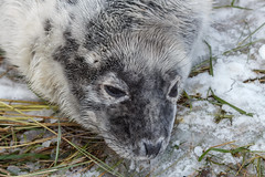 Seals at Donna Nook