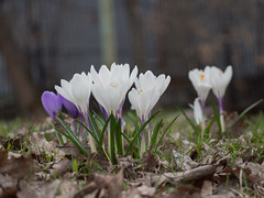 Spring in Sokolniki Park