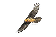Gipeto - Gypaetus barbatus - Gypaète barbu - Bearded vulture - Bartgeier - Trencalòs - Kostoberina - Lammergeier - Брадест мршојадец