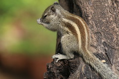 Squirrels of India