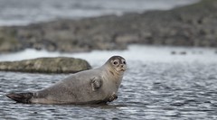 Phoque / Seal