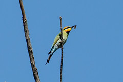 Birds from Murrumbidgee River Corridor ACT