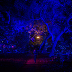 Enchanted Forest of Light | Descanso Gardens 