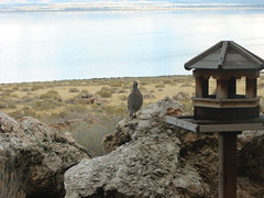 11-05-05 Utah Antelope Island