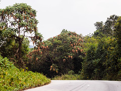Nyungwe National Forest