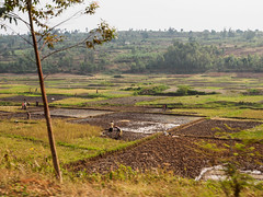 2017 Ruanda, Butare to Nyungwe Forest