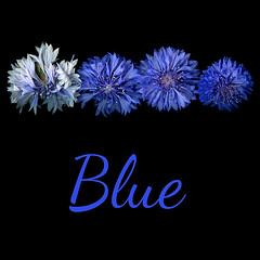 THE CORNFLOWER COLLECTION