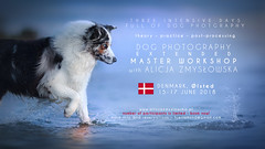 Master Dog Photography Workshops 2018