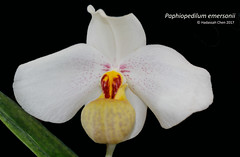 Paphiopedilum emersonii (Orchidaceae)