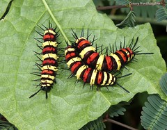 Butterfly Caterpillars of Thailand