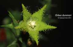 Orbea dummeri (Apocynaceae)