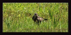 BUSES/ Common buzzard