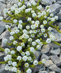 NZ Alpine Flowers