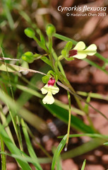 Cynorkis flexuosa (Orchidaceae)