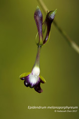 Epidendrum melanoporphyreum (Orchidcaeae)