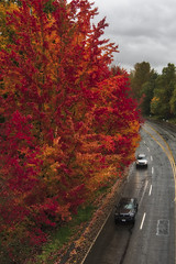 Fall Colors in Olympia, Washington