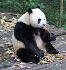 Chengdu Research Base of Giant Panda Breeding, Sichuan, China