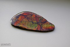 ammolite collection up for grabs