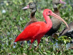 Birds of Venezuela 