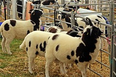 Sheep - Devon County Show - May 2017