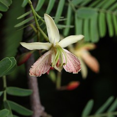 FABACEAE-CAESALPINIOIDEAE - Tamarindus indica