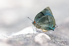 Papillons de Colombie