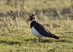 Plovers and Lapwings