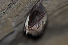 Oreillard roux - Brown Big-eared Bat (Plecotus auritus)