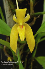 Bulbophyllum pileatum (Orchidaceae)
