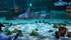 Shark tank tunnel