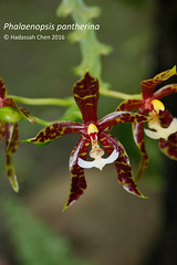 Phalaenopsis pantherina (Orchidaceae)