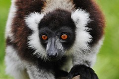 Lemurs and Sifakas in Madagascar