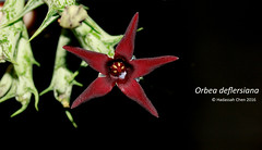 Orbea deflersiana (Apocynaceae)