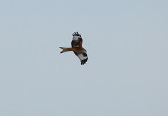 Red Kite, Loch  Skene