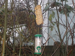 Time lapse at the  bird feeder