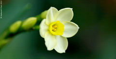 Narcissus cultivars (Amaryllidaceae)
