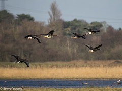 White Fronted Geese in flight