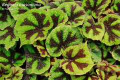 Begonia masoniana (Begoniaceae)