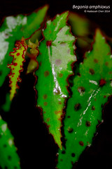 Begonia amphioxus (Begoniaceae)
