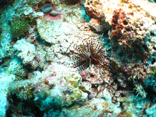 Echinothrix Calamaris:トックリガンガゼモドキ:環刺棘海膽