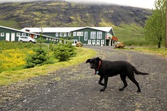 Farmhotel Efstidalur II - Laugarvatn - Southwest Iceland (17-18 June 2017)