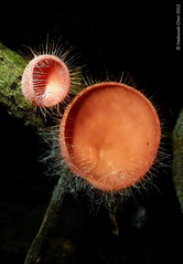 Cookeina tricholoma (Sarcoscyphaceae)