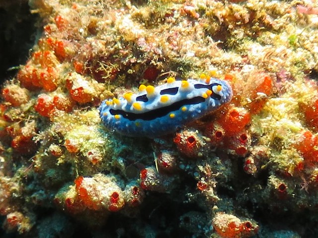 Phyllidia Coelestis:ソライロイボウミウシ:天空葉海蛞蝓