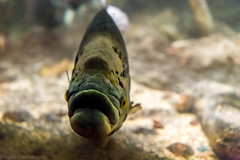 Aquarium Fish - January 2018