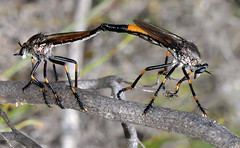 Diptera - Asilidae - Dasypogoninae