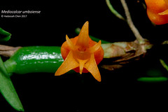 Mediocalcar umboiense (Orchidaceae)