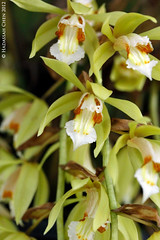 Coelogyne rochussenii (Orchidaceae)
