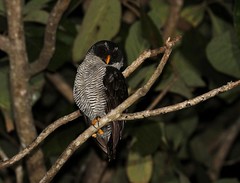 2017 oiseaux du Costa Rica - Birds of Costa Rica