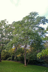 Simaroubaceae - Hemelboom